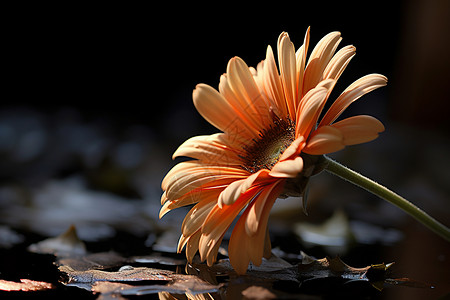 孤芳自赏的雏菊背景图片