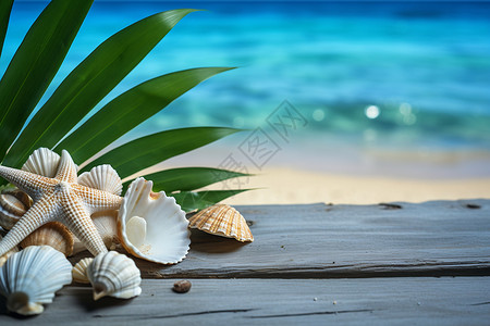夏日海滩上的贝壳背景图片