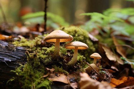 秋季的蘑菇背景