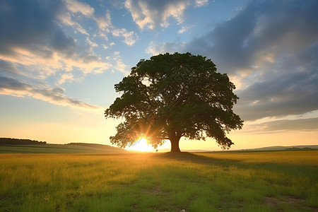夕阳余晖下的田野孤树背景图片