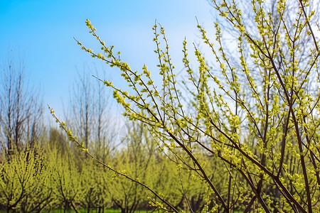 手绘植物迎春花阳光下的迎春花背景