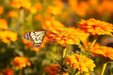 丛花上的蝴蝶背景图片