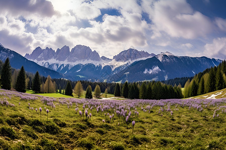 紫色花朵盛开的山谷背景图片