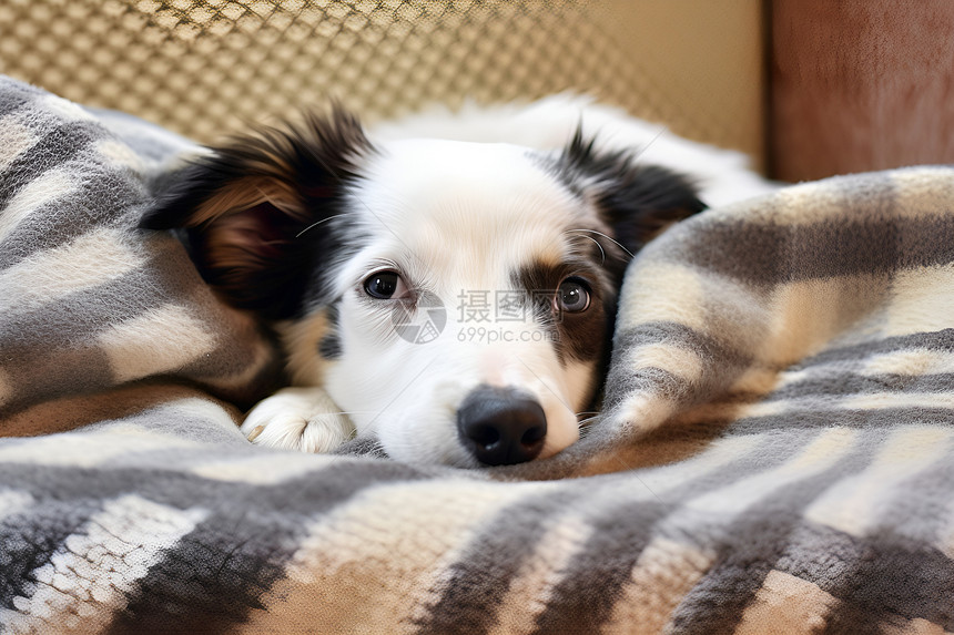 毯子上的斑点狗图片