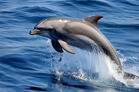 露出水面的海豚背景图片