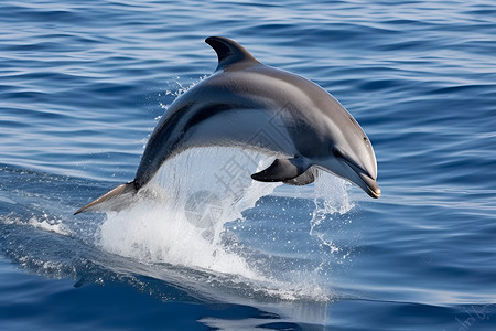 跃出水面的海豚背景图片