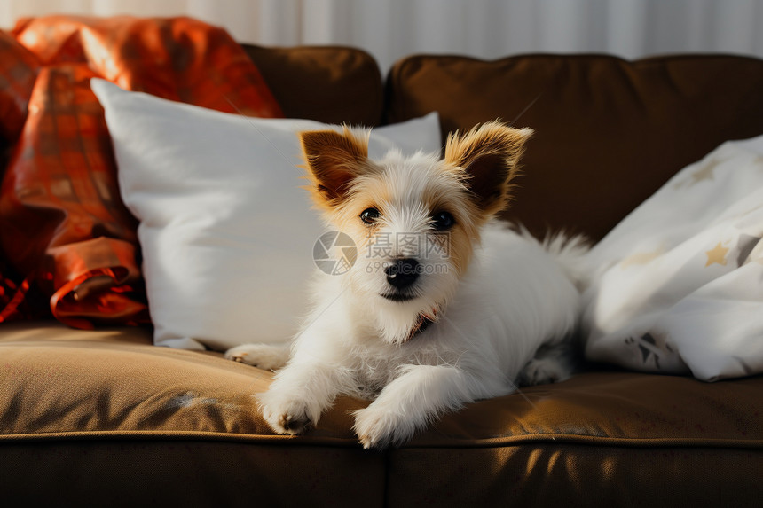 沙发上可爱的狗狗图片