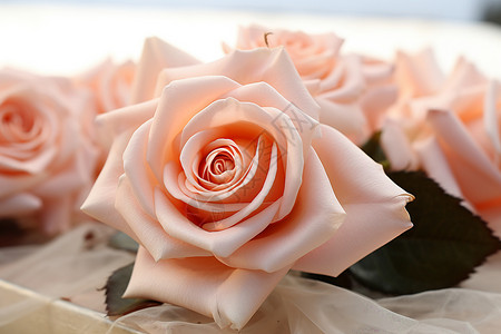 情人节的玫瑰花背景图片