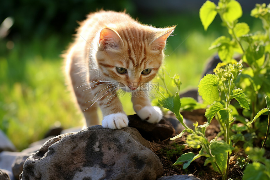 可爱猫咪图片