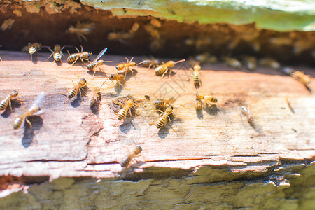 准备筑巢的蜜蜂高清图片