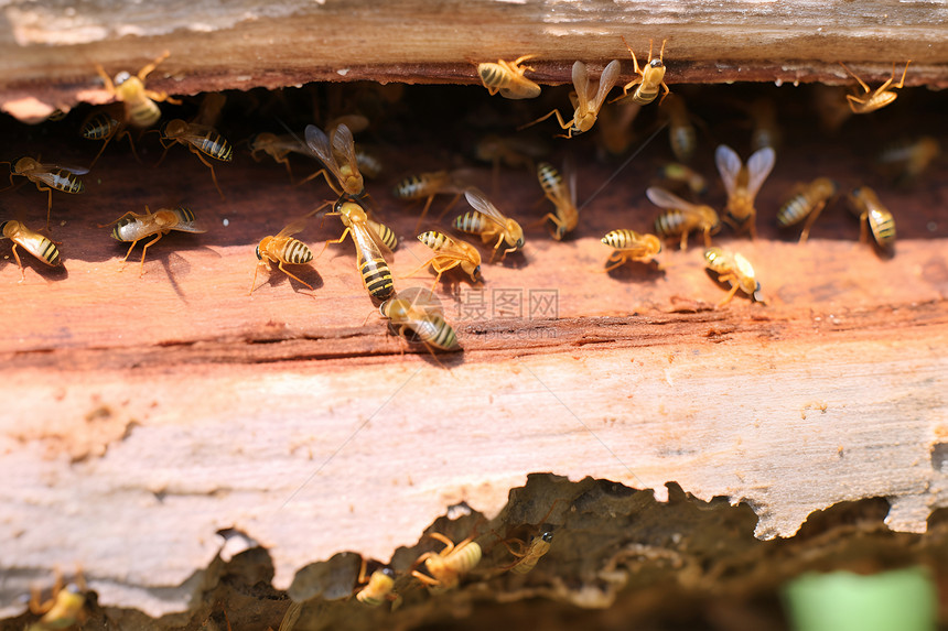 筑巢中的蜜蜂图片