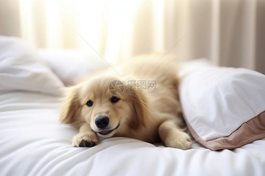 床上疲倦的小狗图片