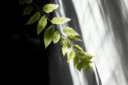 墙角绿色的植物背景图片