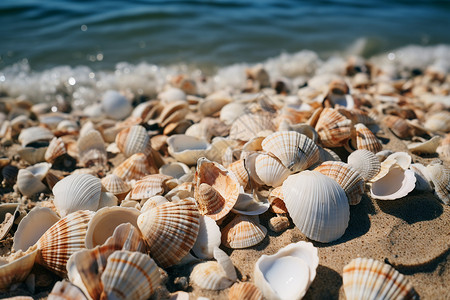 海滩上珍贵的贝壳背景图片