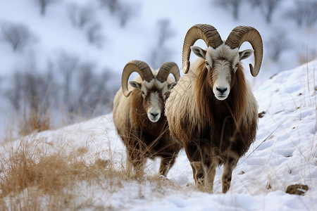 雪地上行走的山羊高清图片