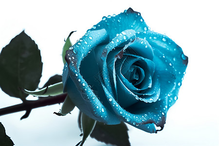 蓝色玫瑰背景图片