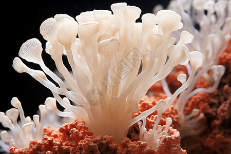 一丛珊瑚海洋里的珊瑚丛背景