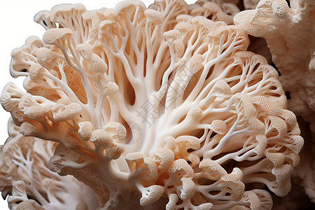 形状独特的珊瑚丛背景图片