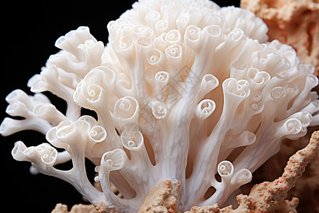 一丛珊瑚自然的珊瑚丛背景