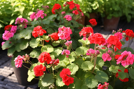 花坛上的红花盆背景图片