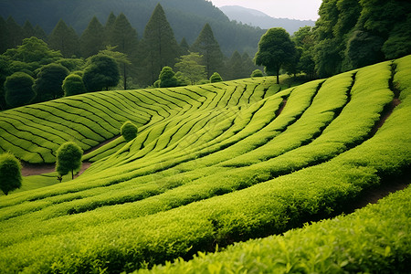 一片茶叶一片茶山背景