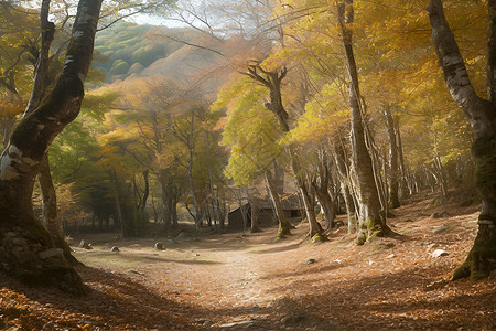 秋意浓郁的森林背景图片