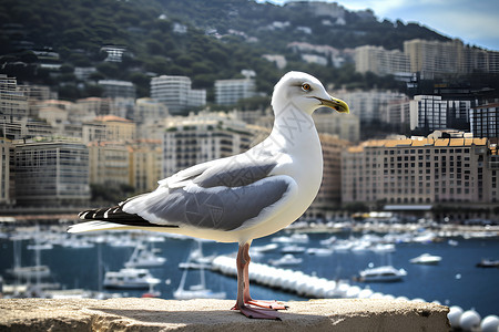 港口的海鸥背景图片