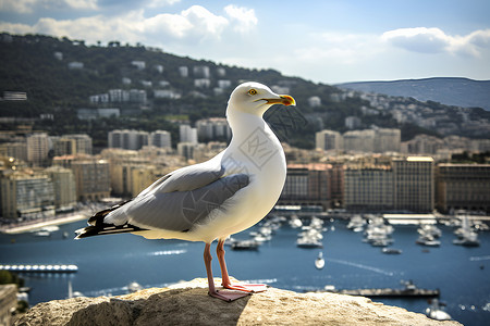 港口城市的海鸥背景图片
