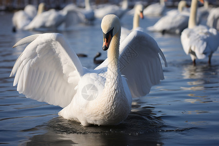 洁白羽毛天鹅在湖水中拍打着翅膀背景