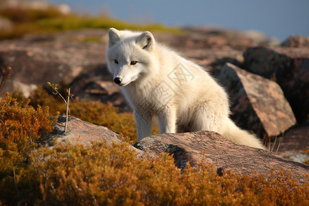 北极狐白狐在岩石上站着背景