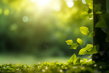 阳光照耀下的绿叶背景图片