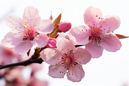 绽放桃花粉色花绽放的春天背景