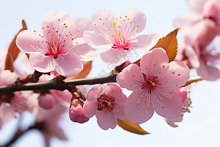 盛开之季樱花绽放背景图片