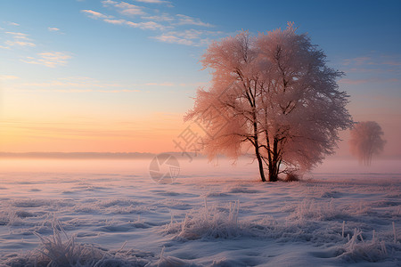 冬天时候夜幕降临的时候一棵孤树背景