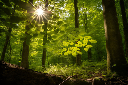 阳光透过绿意盎然的树林背景图片