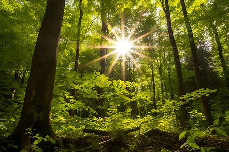阳光穿过绿树丛林背景图片