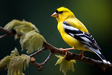 金翅雀栖于树枝上高清图片