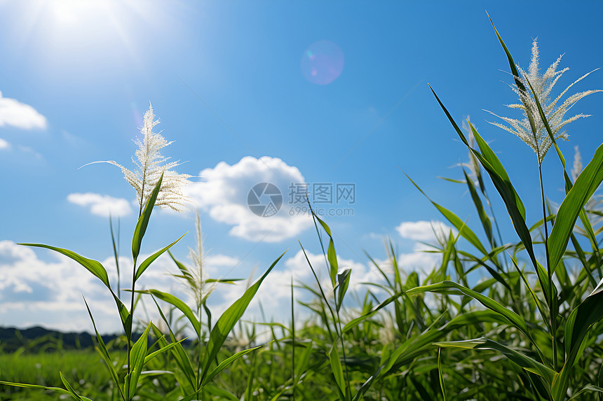 田野之美图片