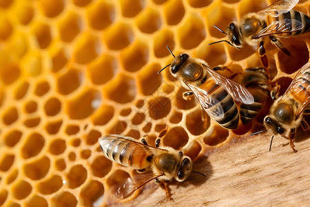 喂养忙碌蜜蜂在蜂巢上忙碌的景象背景