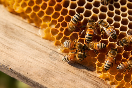 喂养忙碌田园中忙碌的蜜蜂背景