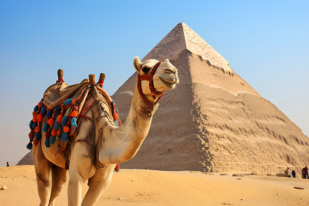 金字塔上的骆驼背景图片