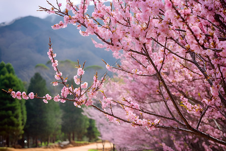 浪漫的粉色花树背景图片