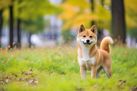 温柔的狗狗背景图片