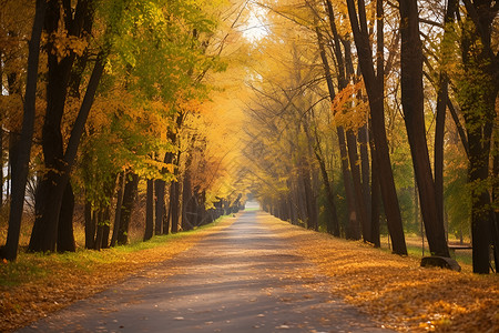 树木落叶林间的道路背景