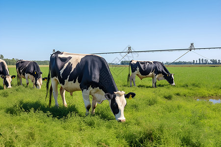 牛群在绿草地上背景图片