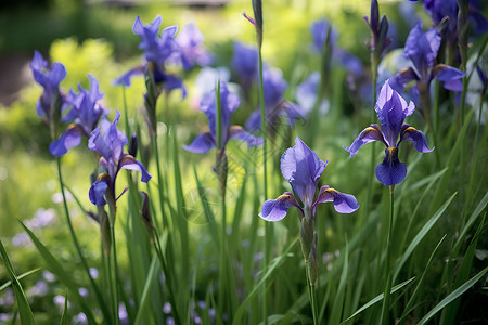 卡通草丛土地紫色的花束背景
