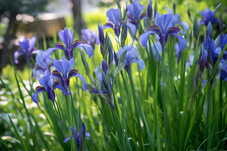 卡通草丛土地草地上的蓝花背景