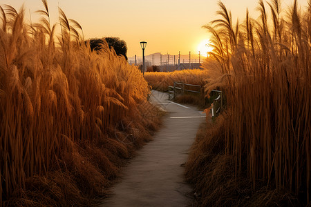 夕阳下的草原背景图片