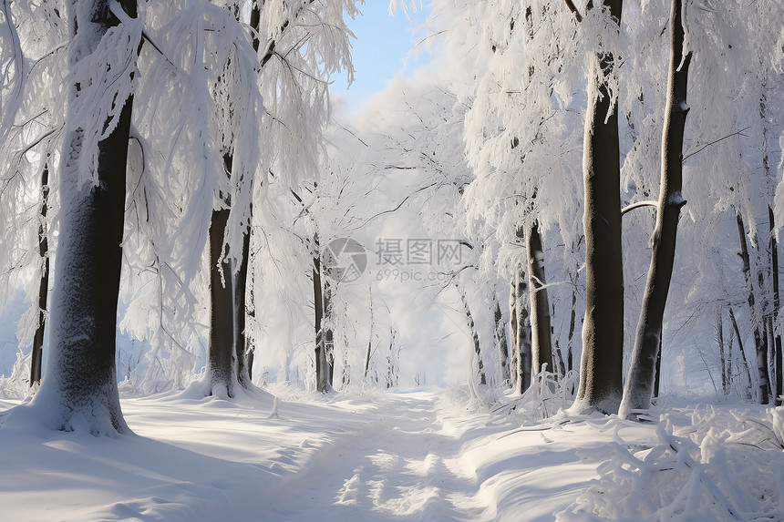 森林的雪径图片