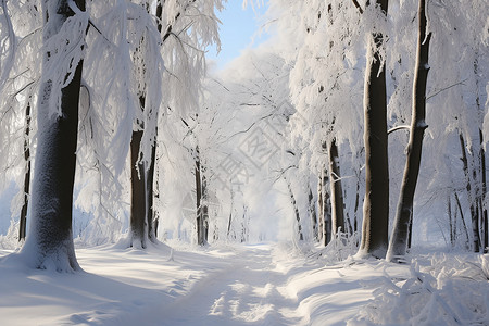 白色森林森林的雪径背景